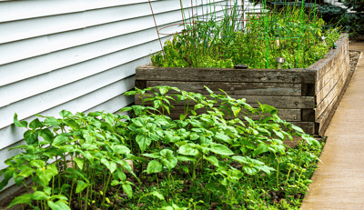 Raised garden beds with fresh vegetables