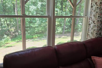 View of lush greenery through a window