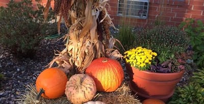 Decorative fall arrangement with pumpkins and flowers.