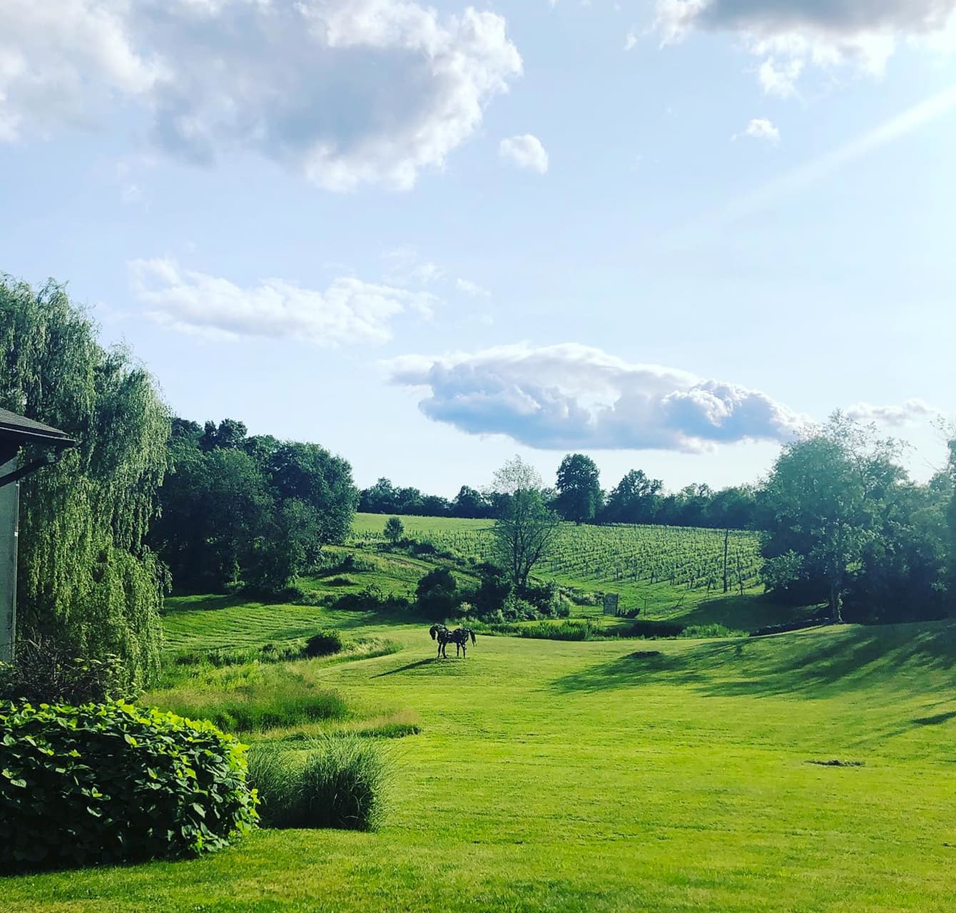 Scenic outdoor view with horses in a field