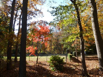 Colorful autumn trees in a park-like setting
