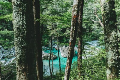Lush forest surrounding a tranquil turquoise lake