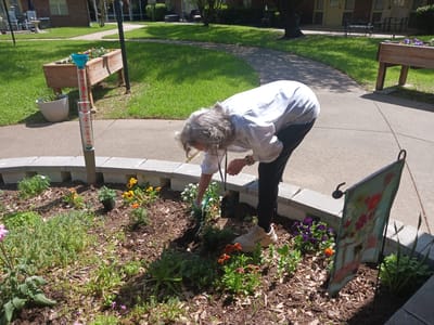 Senior resident tending to garden flowers.
