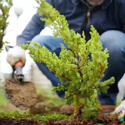 Person planting in a garden area.