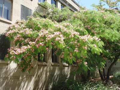 Lush flowering trees near building exterior