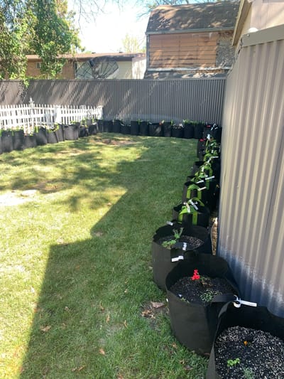 Garden area with potted plants and grass.