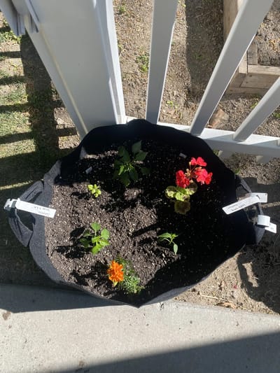 Container garden with colorful flowers