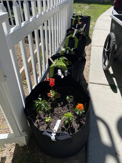 Raised garden bags with flowers planted