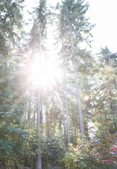 Sunlight streaming through tall trees