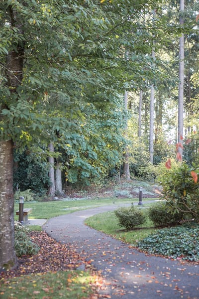 A scenic pathway surrounded by trees in a garden