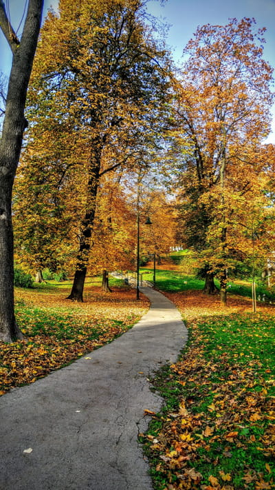 Pathway through a colorful autumn park