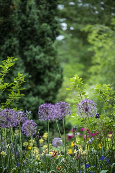 Colorful flowers and lush greenery in a garden