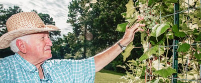Senior man tending to grapes in garden.
