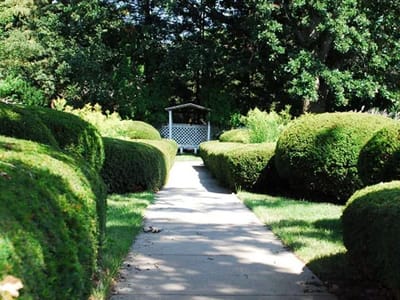 Pathway through neatly trimmed green hedges