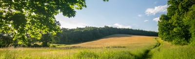 Expansive grassy area with trees and blue sky