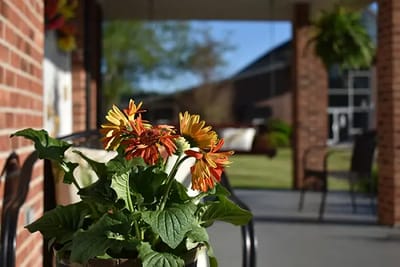 Flowers in a pot near the entrance of a facility