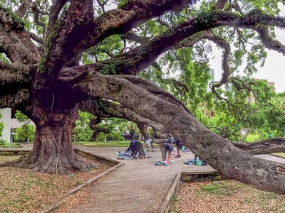 Residents gardening under a large tree