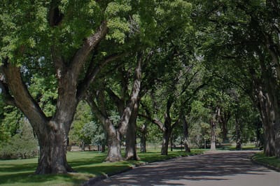 Tree-lined outdoor pathway in a park-like setting