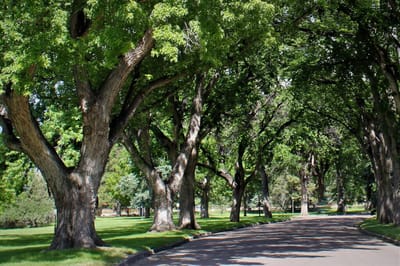 Tree-lined pathway in a serene outdoor area