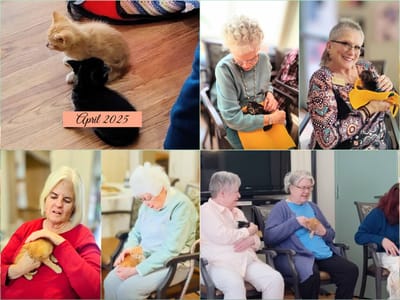 Residents interacting with kittens in a common area.