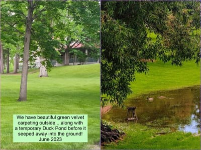 Well-maintained green outdoor area with trees and pond.