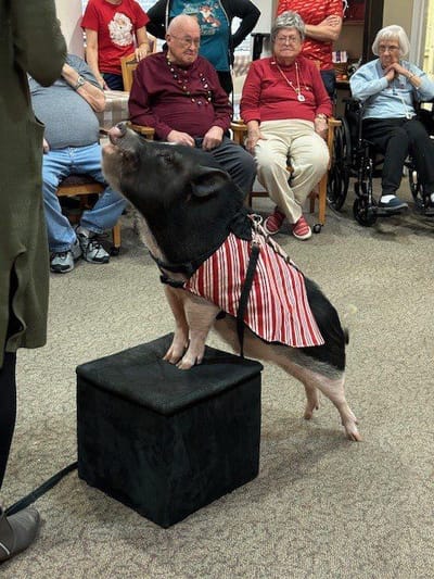 Residents enjoying a pig performance in a common area.