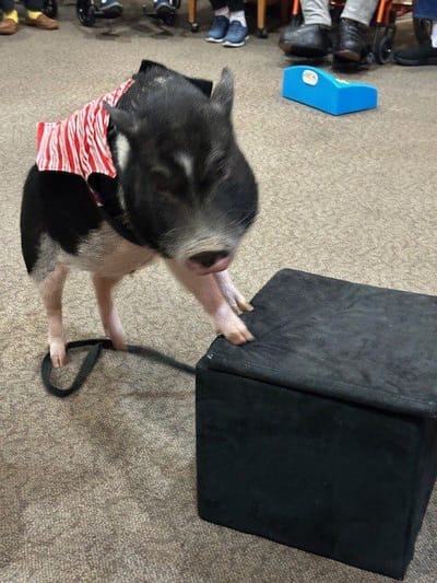 A pig performing during an activity in a common area.