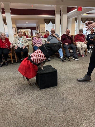 Residents enjoying a performance by a pig in a dress.