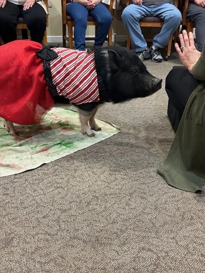 A dressed pig interacting with residents in a facility.