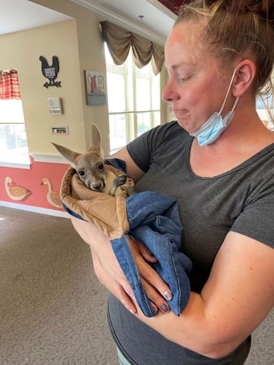 Staff member holding a kangaroo in a common area.
