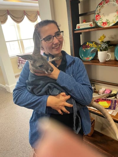 Staff member holding a kangaroo indoors