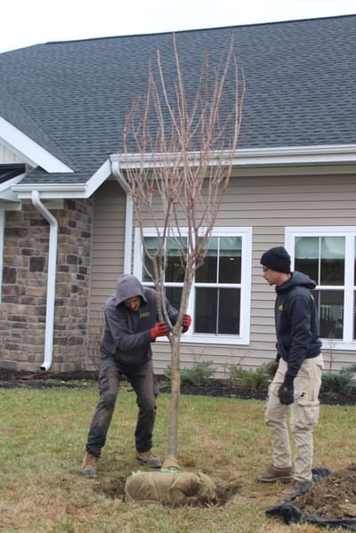 Two staff members planting a tree outdoors.
