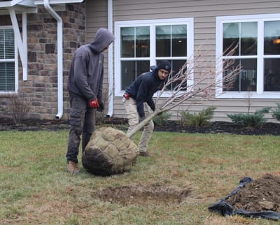 Workers planting a tree in the outdoor area