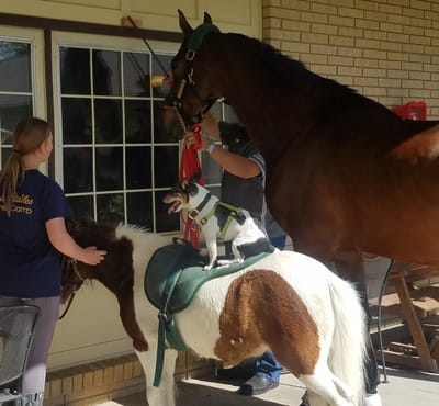 Residents interacting with a horse and dog.