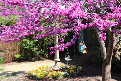 Flowering tree and garden area at the facility