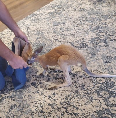 A person engaging with a kangaroo indoors.