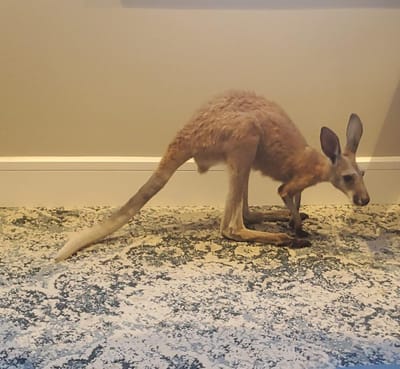 A kangaroo positioned on an indoor rug