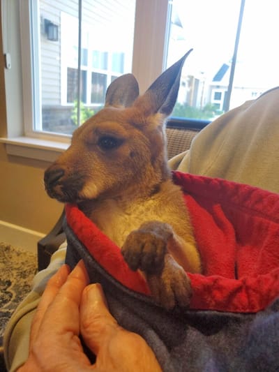 Close-up of a kangaroo in a cozy pouch.