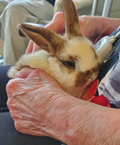 Resident holding a rabbit in their hands.