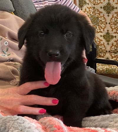 A black puppy with a tongue out, sitting on a lap.