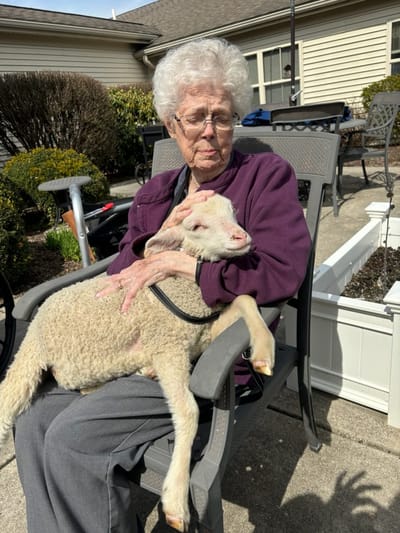 Senior resident holding a lamb in an outdoor setting.