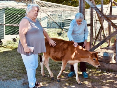 Residents interacting with a calf at an outdoor activity