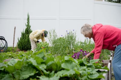 Residents gardening in an outdoor space