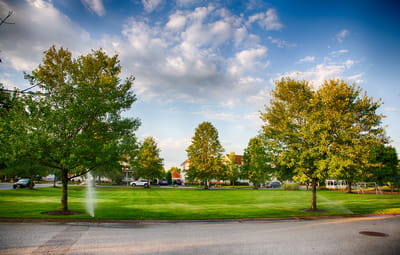 View of landscaped outdoor area with trees and grass