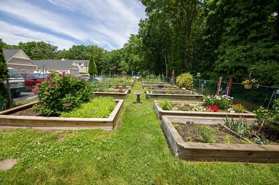 Raised garden beds with flowers and vegetables