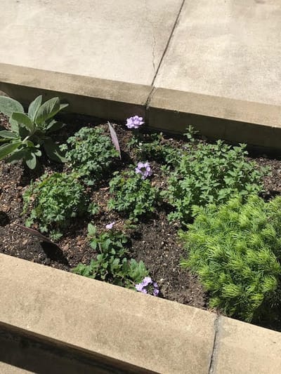 Flower garden in a senior care facility