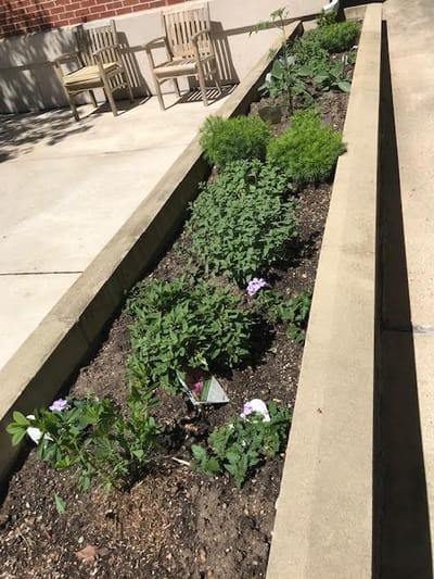 A garden bed with various plants in an outdoor space