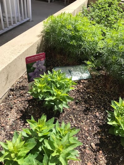 Flower garden with labeled plants in an outdoor space