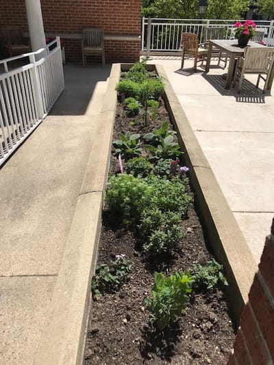 Outdoor garden area with plants and seating