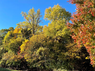 Colorful autumn trees against a clear blue sky